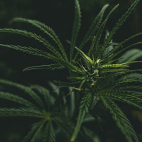 boje za kosu earthia, bbcos earthia, bbcos earthia boje za kosu, prirodne boje za kosu,