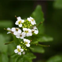 abesinsko ulje