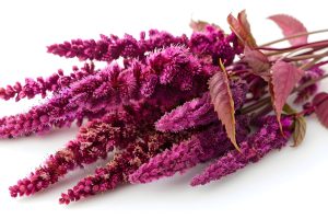 exploring-freshness-amaranth-nutrientrich-versatile